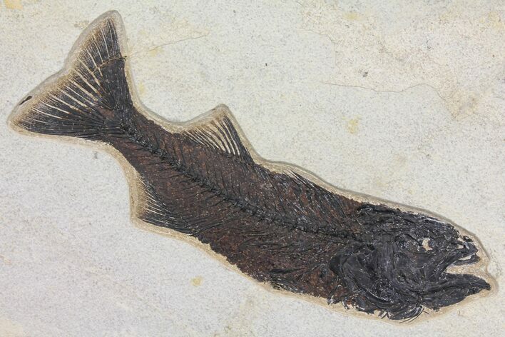 Fossil Fish (Mioplosus) From Inch Layer - Wyoming #107471